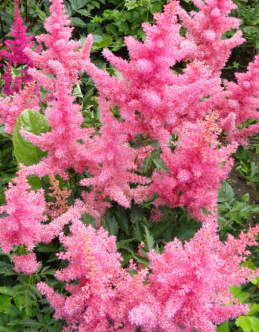 Астильба Анита Фейфер 