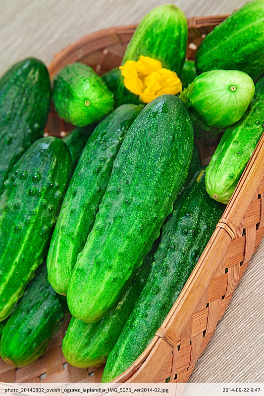 Огурец Лапландия F1 0,25 гр цв.п.