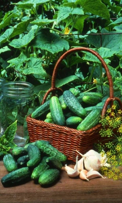 Огурец Разносолы смесь (УД) 12 шт цв п