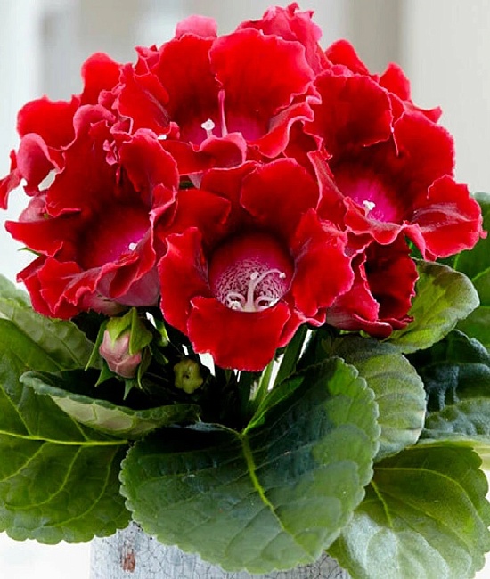 Глоксиния Этойле де Фью