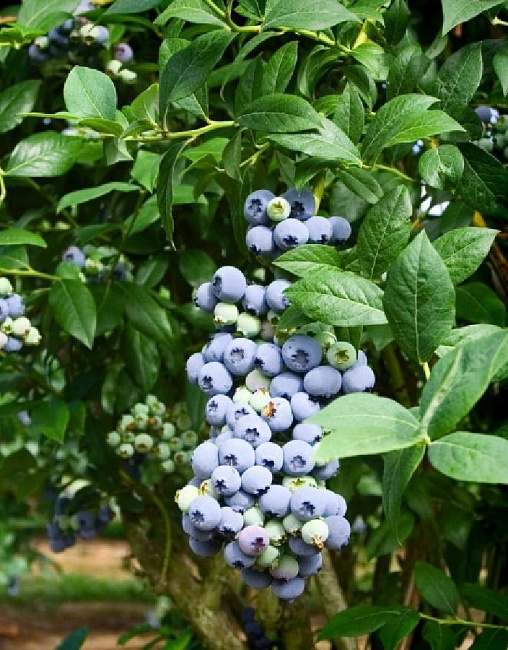 Голубика высокорослая Шантэклер