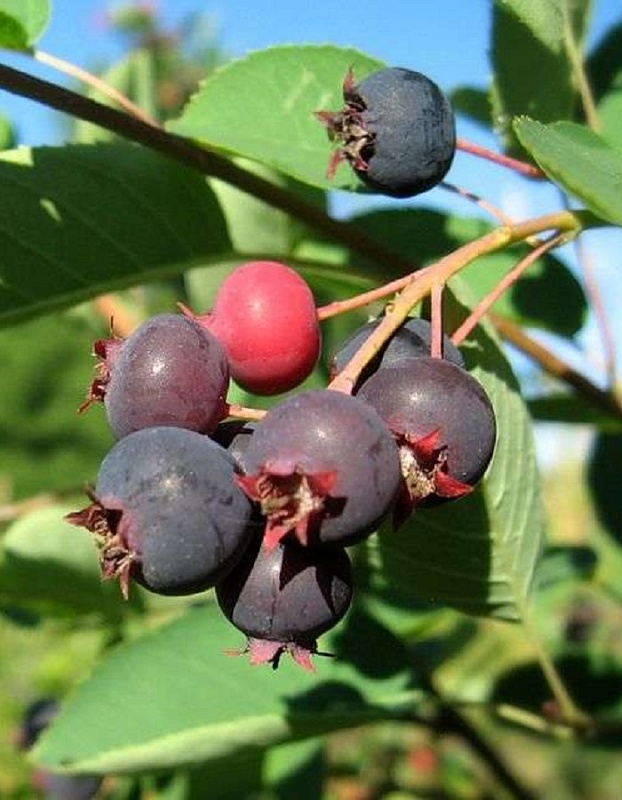 Ирга канадская Тиссен 