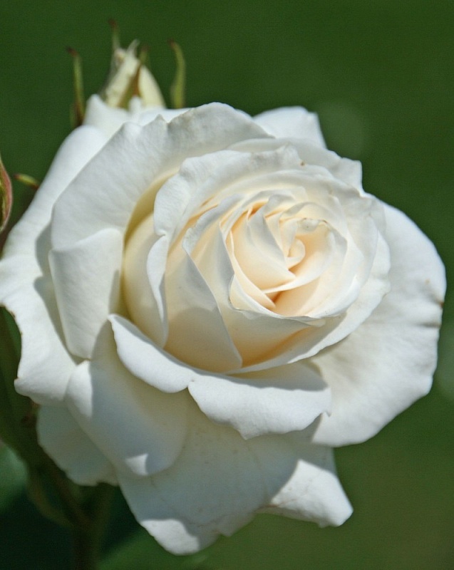 Роза чайно-гибридная Анастасия