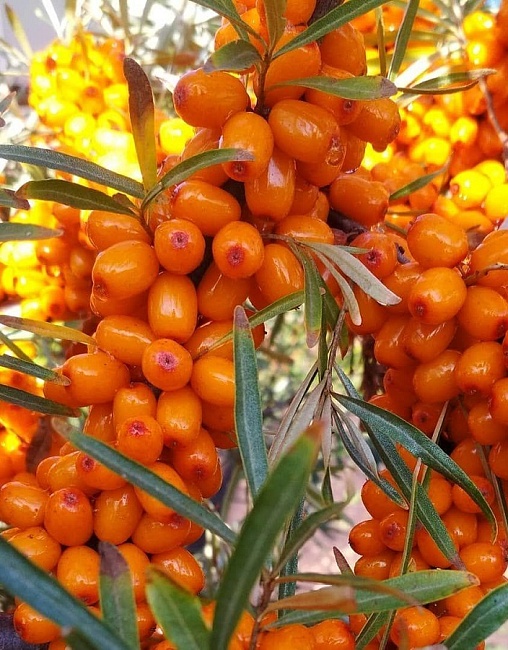 Облепиха Этна