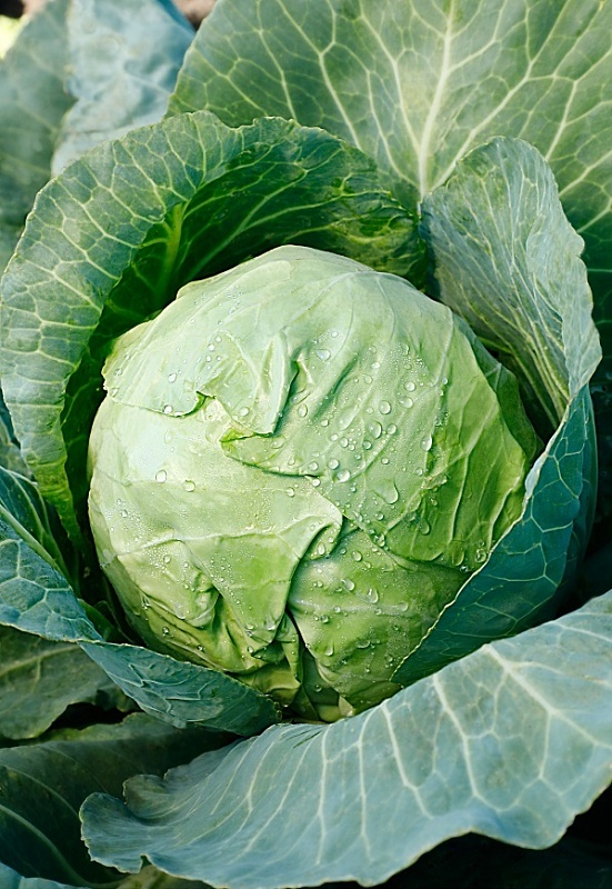 Капуста белокочанная Золотой гектар 1432 1 гр  б.п.