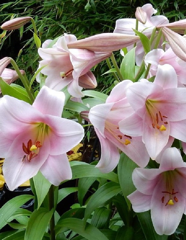 Лилия Лонгифлорум Дольчетто 