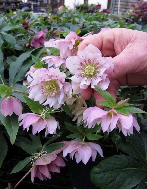 Морозник Дабл Эллен Пинк Споттид