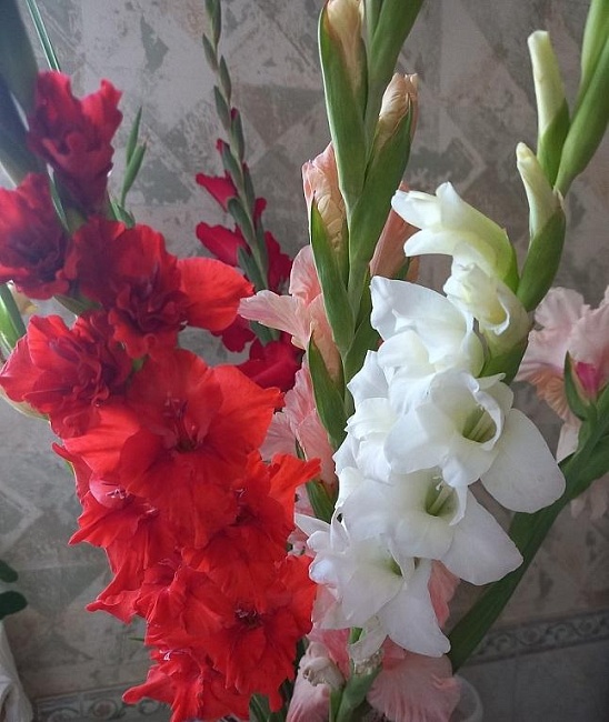 Гладиолус Редженси 1 уп. (3 шт.)