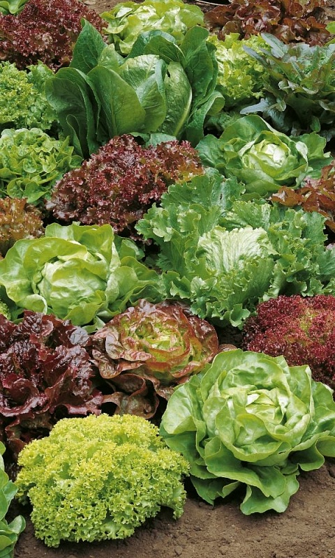 Салат Королевский размах-смесь сортов (УД) 0,25 гр цв.п