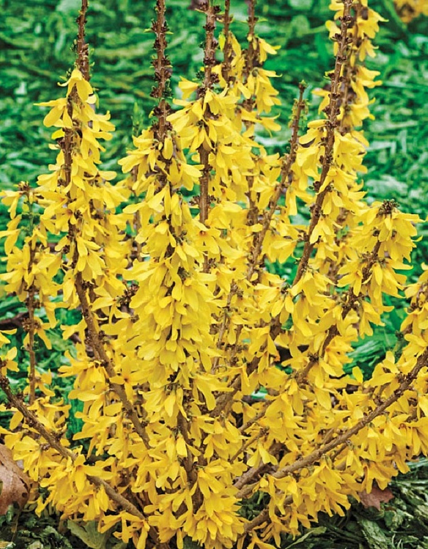 Форзиция корейская Кумсон 1 шт Р9