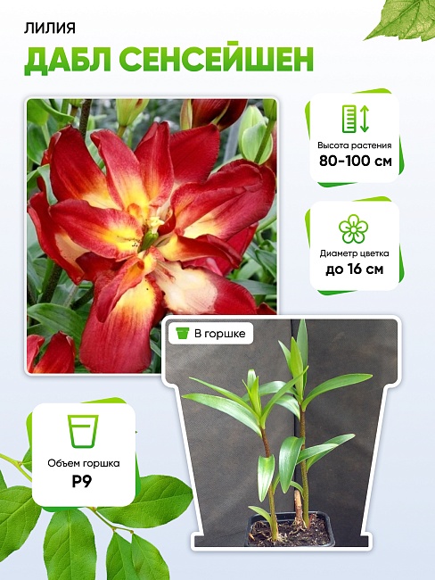 Лилия Дабл Сенсейшен 1 шт Р9