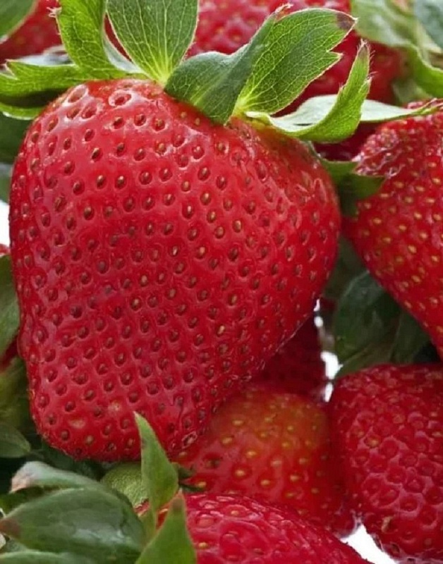 Земляника садовая Флоренс