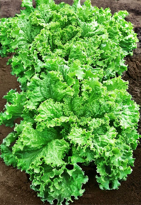 Салат Агадум (Селекция "ВХ")1 гр цв.п