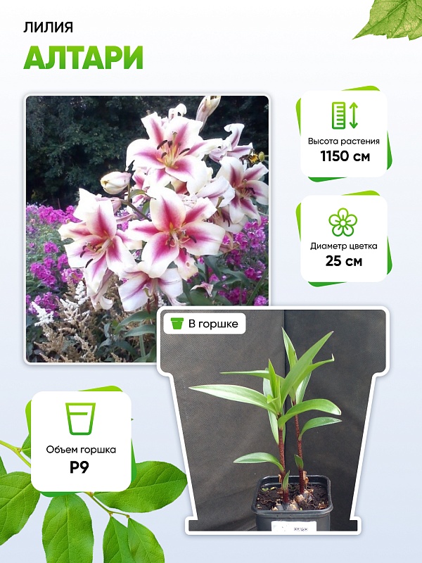 Лилия Алтари