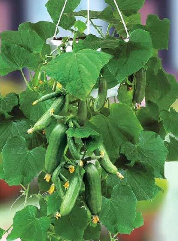 Огурец Л95 Балконное чудо F1  (УД) 6 шт цв.п