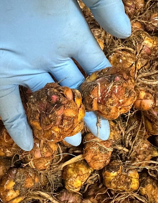 Лилия Касабланка