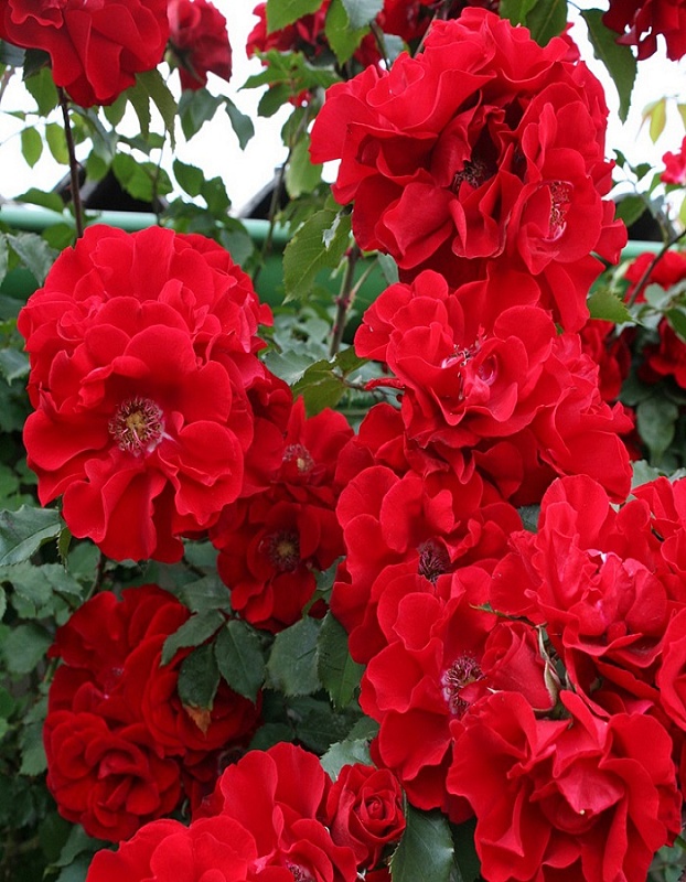 Роза кустовая Ротер Корсар