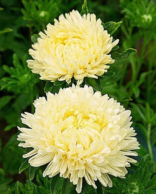 Астра Леди Корал кремово-белая 0,1гр