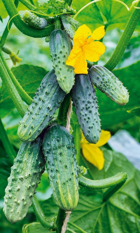 Огурец Челябинский кустовой УД 12 шт цв.п. (Симбиоз)