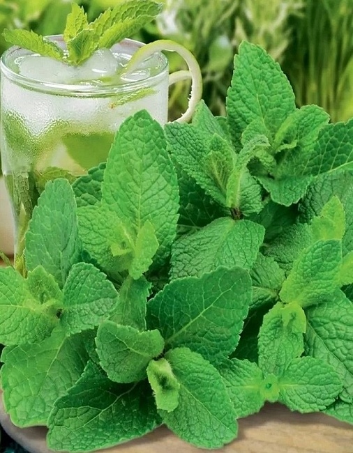 Мята Перечная Ментол ASF 1 шт Р9