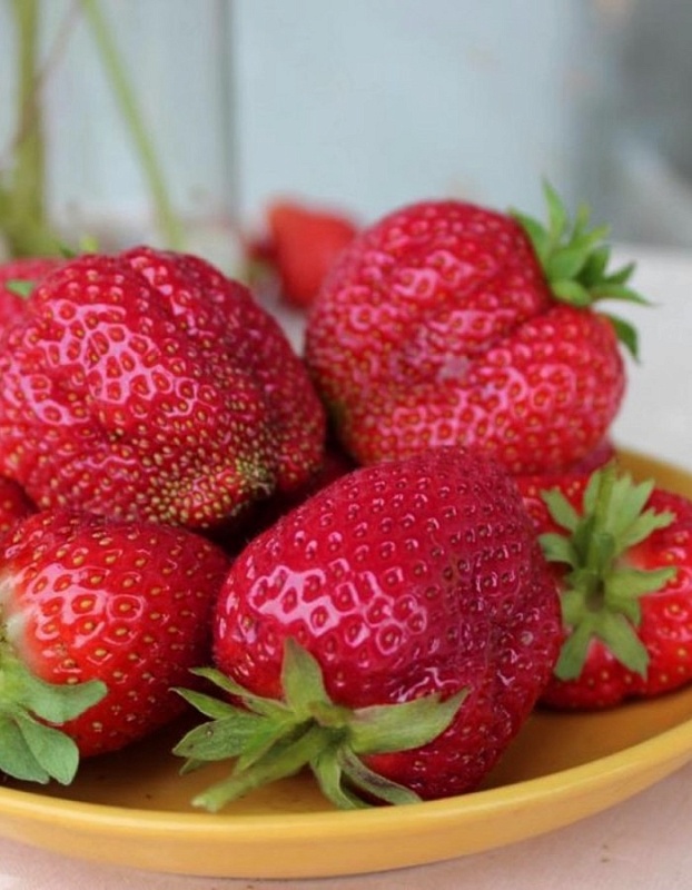 Земляника садовая Хоней 