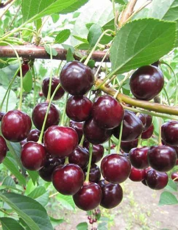 Вишня Харитоновская