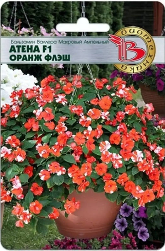 Бальзамин Валлера махровый ампельный Атена F1 Оранж Флеш 8 шт