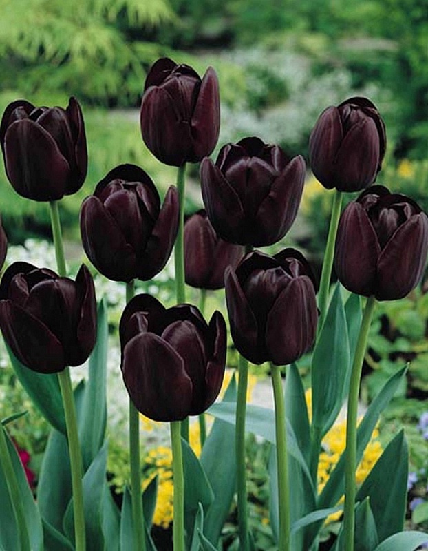 Тюльпан Квин оф Найт 1 уп. (3шт.) 