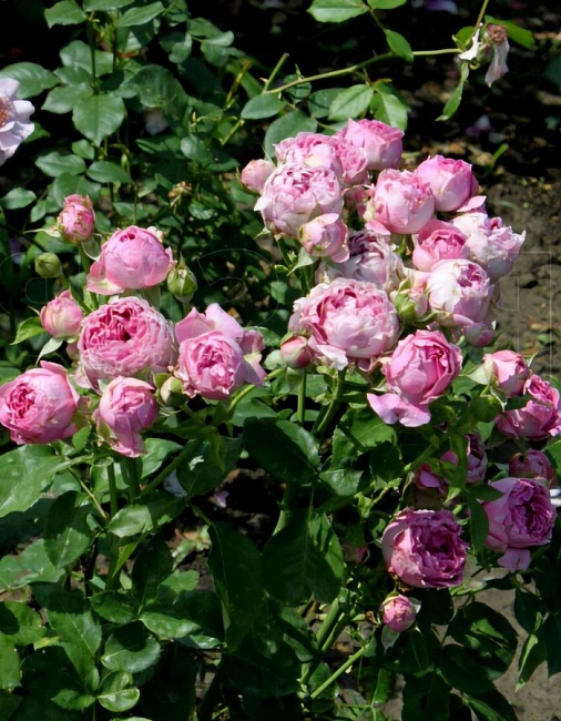 Роза спрей Мисти Бабблз