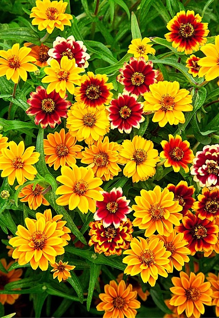 Цинния Персидский ковер 0,2 гр