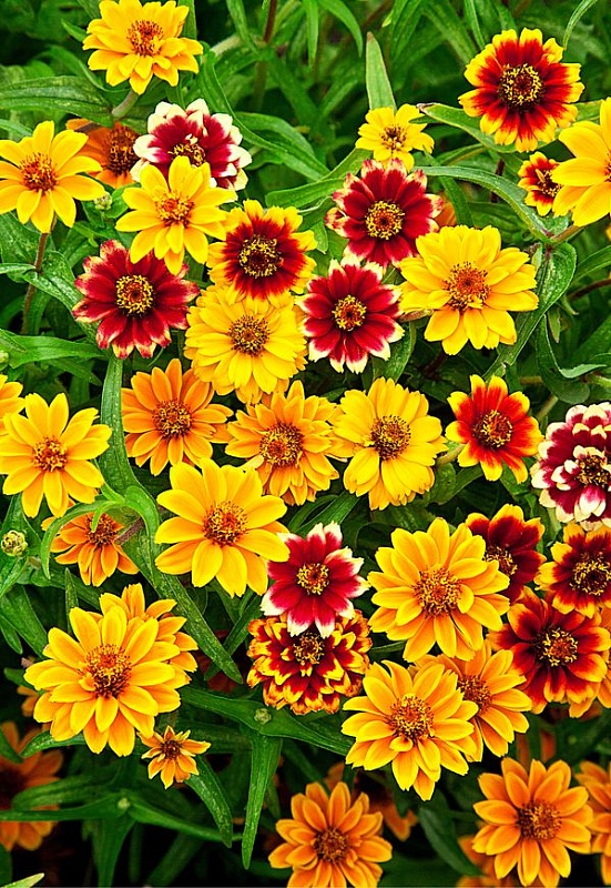 Цинния Персидский ковер 0,2 гр