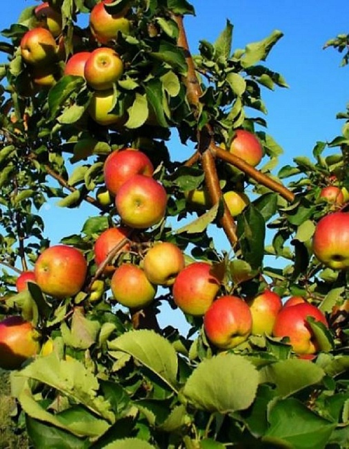 Яблоня Жигулевское 