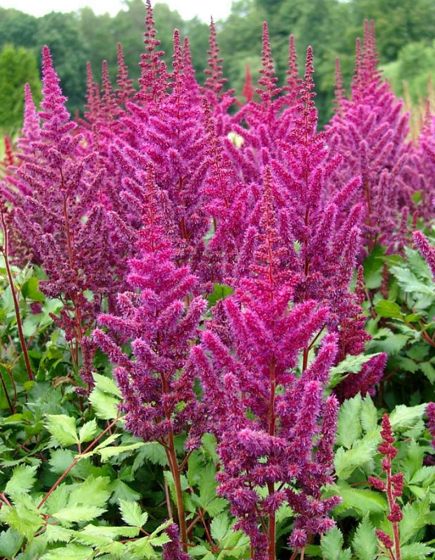 Астильба Винжс ин ред