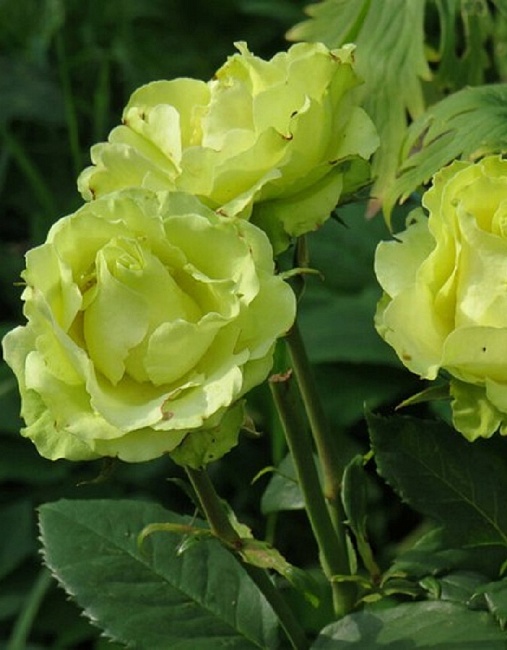 Роза чайно-гибридная Лимбо