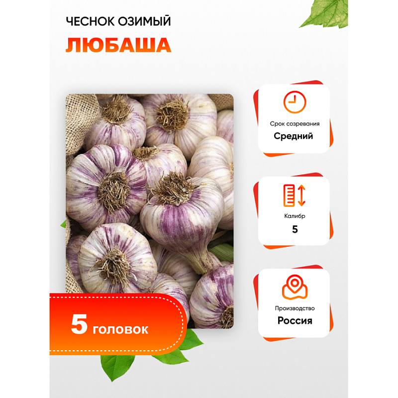 Чеснок Любаша 1 уп. (5 головок) калибр 5