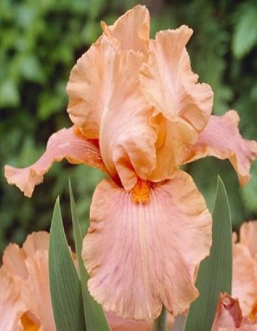 Ирис Джун Роуз