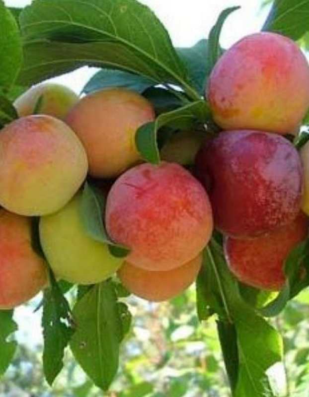 Слива Жемчужина Урала 