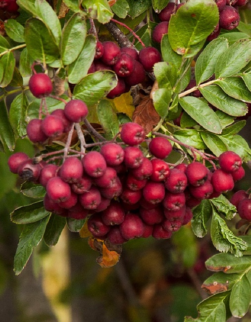 Рябина Гранатная
