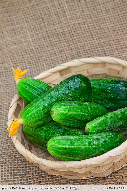 Огурец Дачный F1 (Селекция "ВХ") 0,25 гр цв.п.