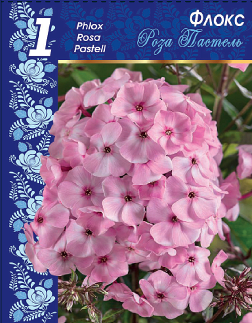 Флокс Роза Пастел 
