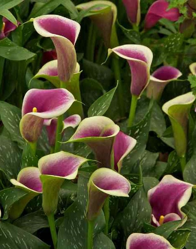 Калла Пикассо 