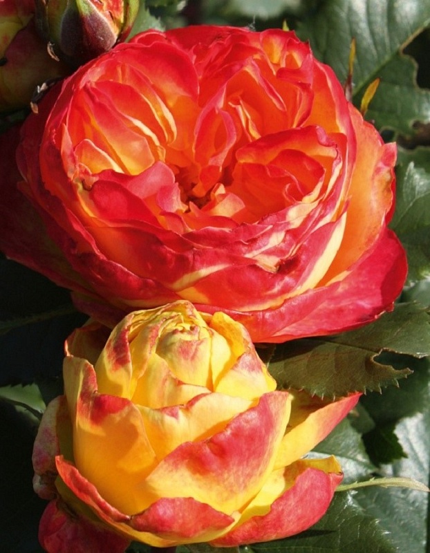 Роза чайно-гибридная Вулканика 