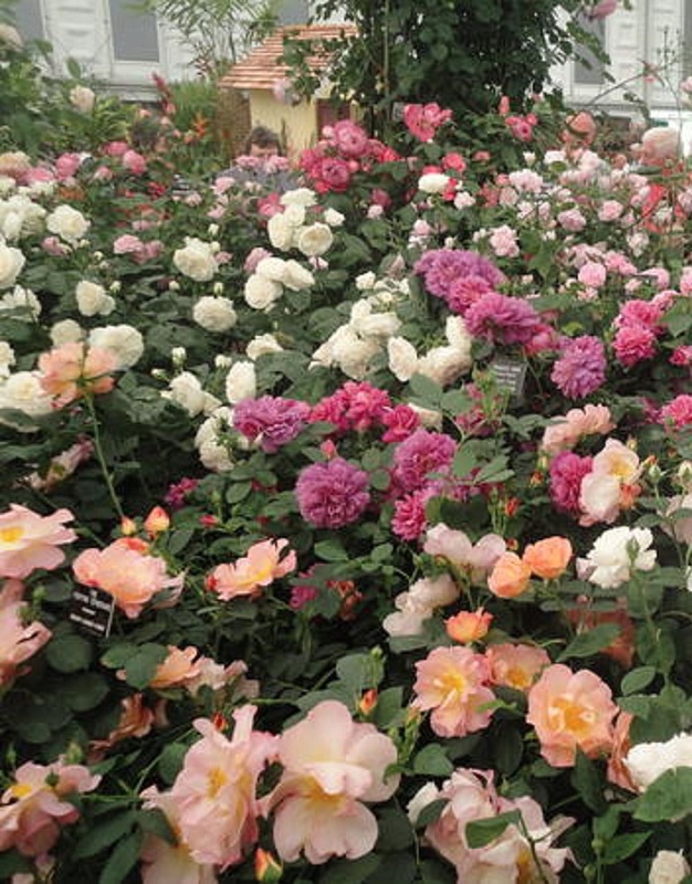 Розы английские в ассортименте 