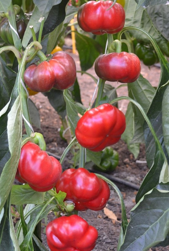 Перец сладкий Колобок (УД) 20 шт. цв.п.