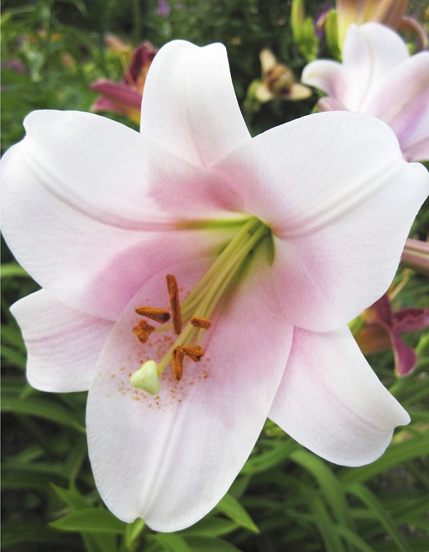 Лилия Лонгифлорум Дольчетто 