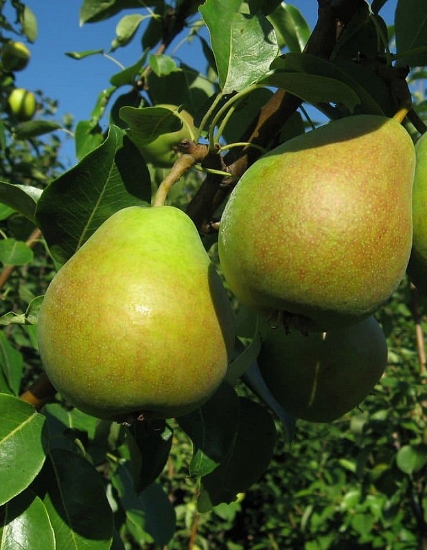 Груша Аллегро