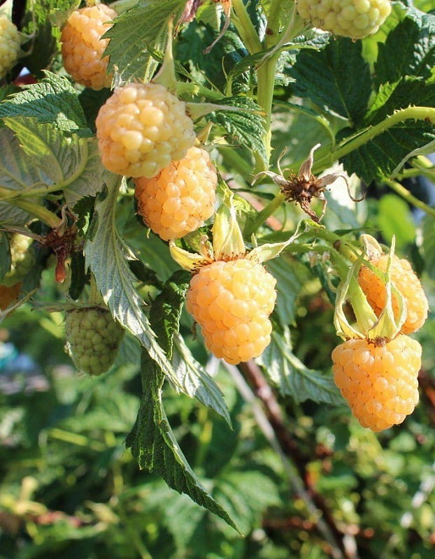 Малина Золотой Гигант