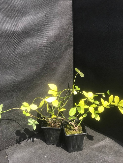 Буддлея Давида Нано Блю 1 шт Р9