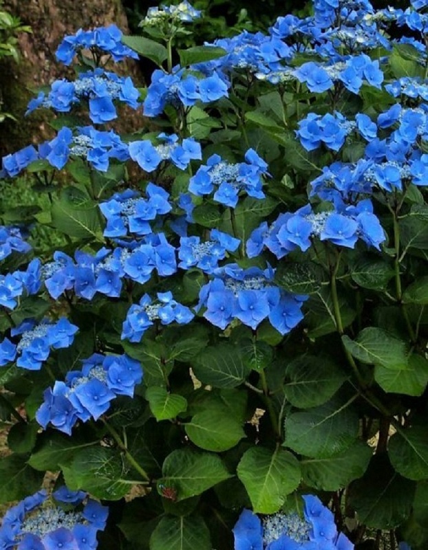 Гортензия крупнолистная Таубе 1 шт Р9