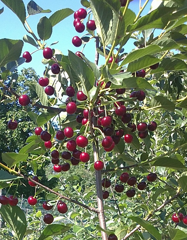 Вишня Молодежная 